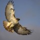 Paula Hawk