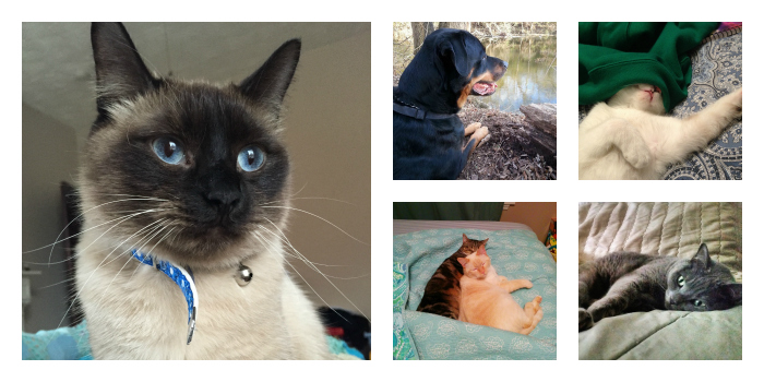 Meet The Pets Of NowSourcing!
