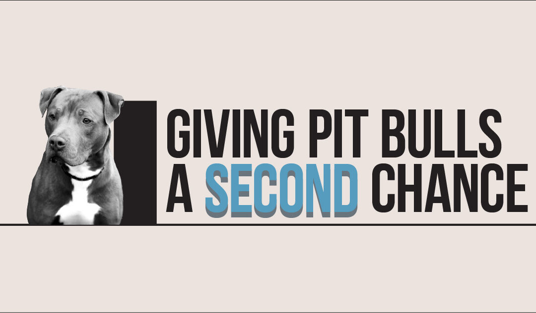 Giving Pit Bulls a Second Chance