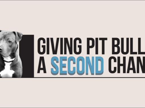 Giving Pit Bulls a Second Chance